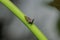Horned Treehopper on a branch