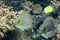 Horned trunckfish in water bassin in Ouwehands
