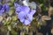 Horned violet