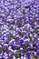 Horned violet flowers