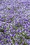 Horned violet flowers