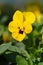 Horned violet Penny Yellow Blotch