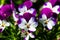 Horned violets in the garden, flowers, purple horned violets