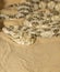 Horned viper close up, Negev desert, Beer Sheba, Israel