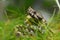 Horned viper outdoor (vipera ammodytes montandoni)