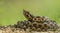 Horned viper Vipera ammodytes lying on sandy pathway.  on green background