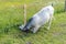 Horned white cow on knees, preparing to eat green grass near the fence.