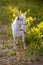 Horned white goat grazes in a sunny summer meadow