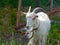 Horned white goat tied to a chain