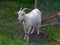 Horned white goat tied to a chain