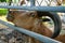 horned wild goat on a childrens farm is waiting for treats with its head raised