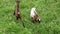 Horned young goats in a rural pasture with green grass