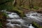 Horner woods in Devon