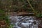 Horner woods in Devon