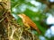 Hornero bird clinging to a tree