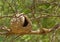 Hornero Bird nest