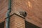 Hornero nest on brick wall building