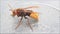 Hornet bee isolated, macro