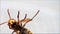 Hornet bee isolated, macro