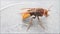 Hornet bee isolated, macro, Vespa crabro