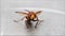 Hornet bee (Vespa crabro) isolated, macro