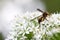 A hornet on the chive flower