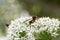 A hornet on the chive flower