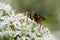 A hornet on the chive flower