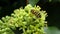 Hornet collecting nectar and pollen - Vespa crabro