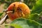 Hornet eats from a piece of fruit