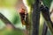 A hornet on a green leaf - closeup macroshot