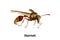 Hornet is an insect Live in as hexagonal decorative design
