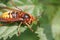 Hornet on leaf