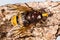 Hornet Mimic Hoverfly or Hornet Hoverfly, Latin name Volucella Zonaria