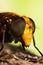 Hornet Mimic Hoverfly or Hornet Hoverfly, Latin name Volucella Zonaria