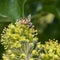 A hornet mimic hoverfly Volucella zonaria on ivy blossoms