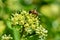 A hornet mimic hoverfly Volucella zonaria on ivy blossoms