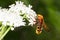Hornet mimic hoverfly on a white flower / Volucell