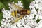 Hornet mimic hoverfly on a white flower / Volucella zonaria
