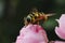 Hornet on a pink rose