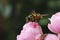 Hornet on a pink rose bush