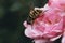 Hornet on a pink rose bush