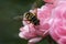 Hornet on a pink rose bush