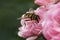 Hornet on a pink rose bush