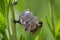 Hornet`s nest on a branch of a plant. Wasp close-up