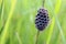 Hornet`s nest in the grass