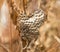 Hornet`s nest in the grass