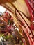 A hornet`s nest that lives on a red leaf