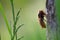 Hornet (vespa crabo)