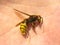 Hornet (Vespa crabro)